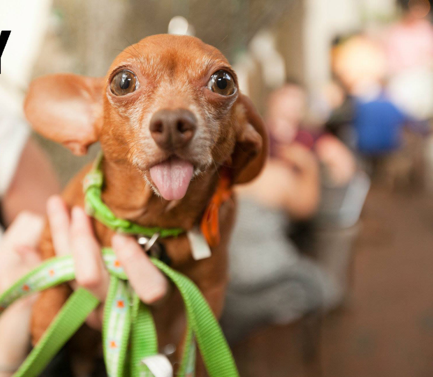 10 activities for animal lovers